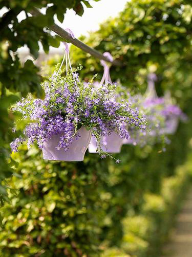 Fialové zvončeky vo visiacich kvetináčoch